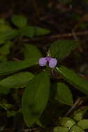 Image of Impatiens minor (DC.) S. S. R. Bennet