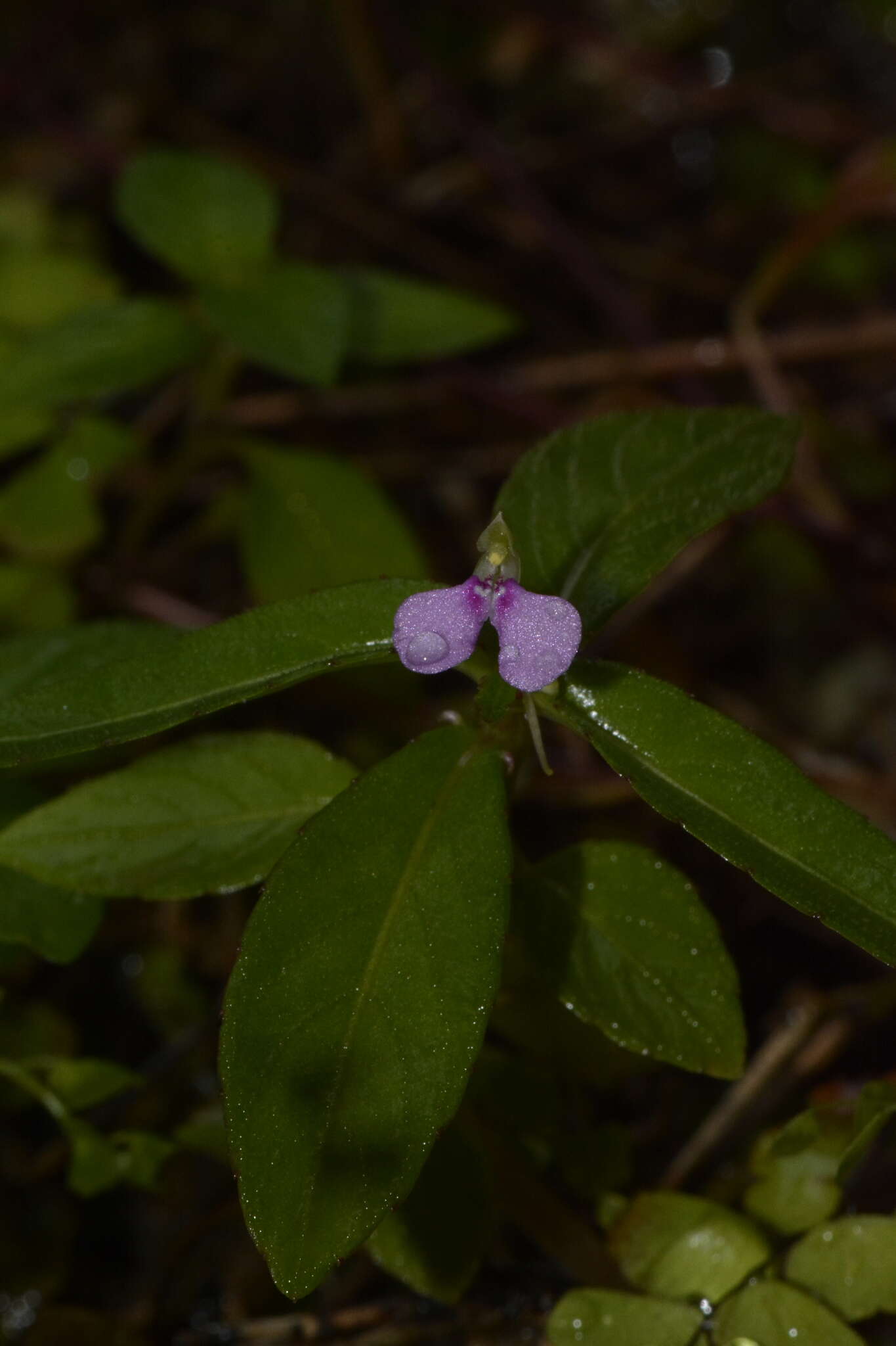 Image of Impatiens minor (DC.) S. S. R. Bennet