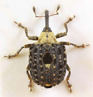 Image of Figwort weevil