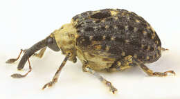 Image of Figwort weevil