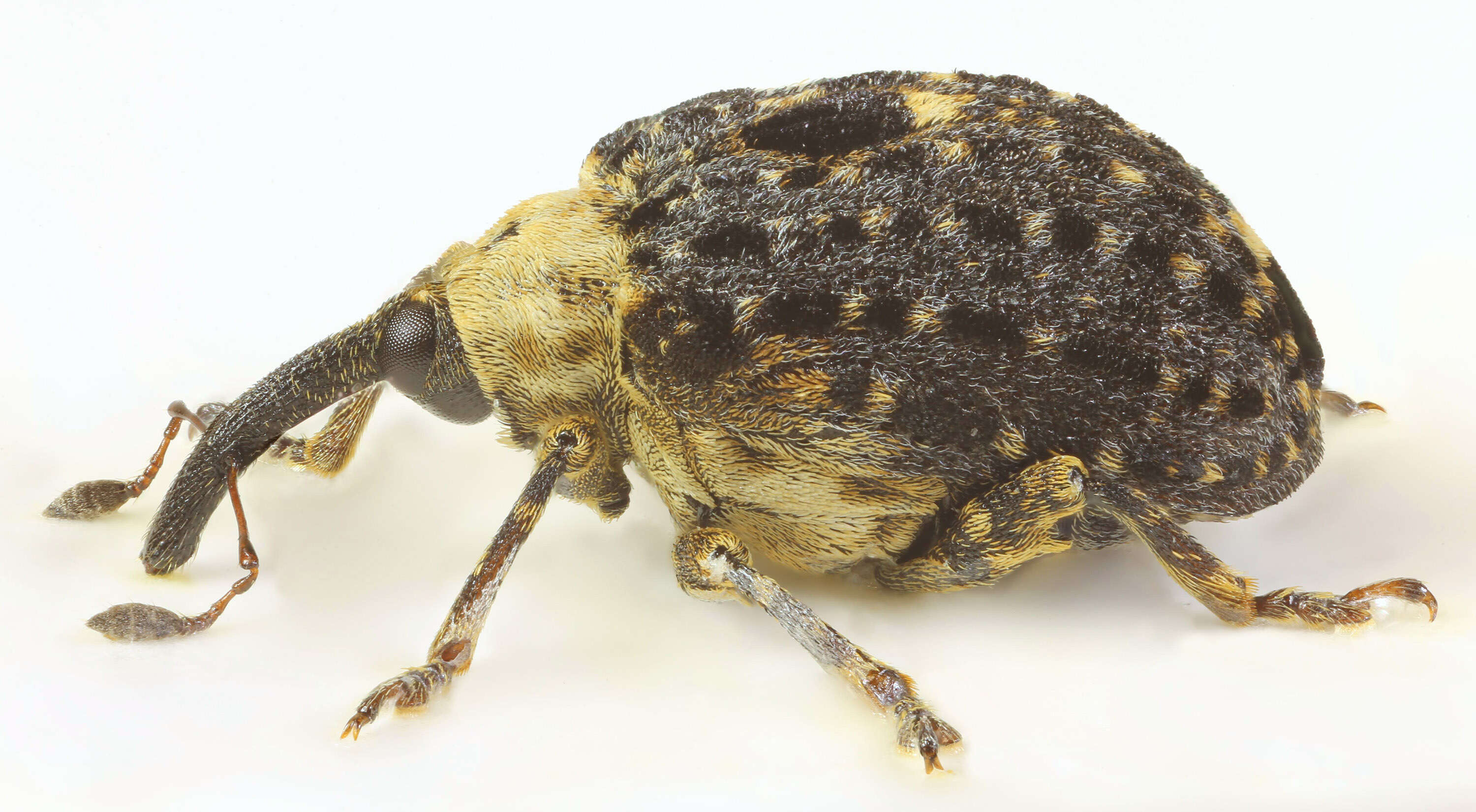 Image of Figwort weevil