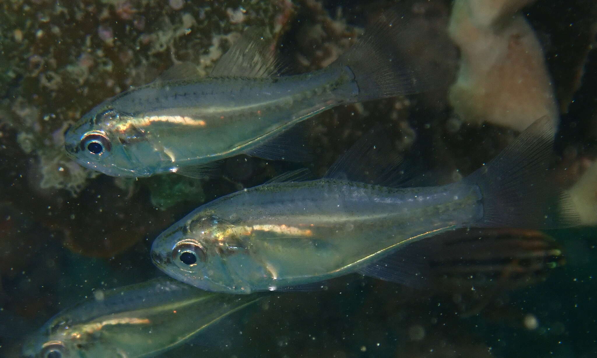 Слика од Siphamia roseigaster (Ramsay & Ogilby 1887)