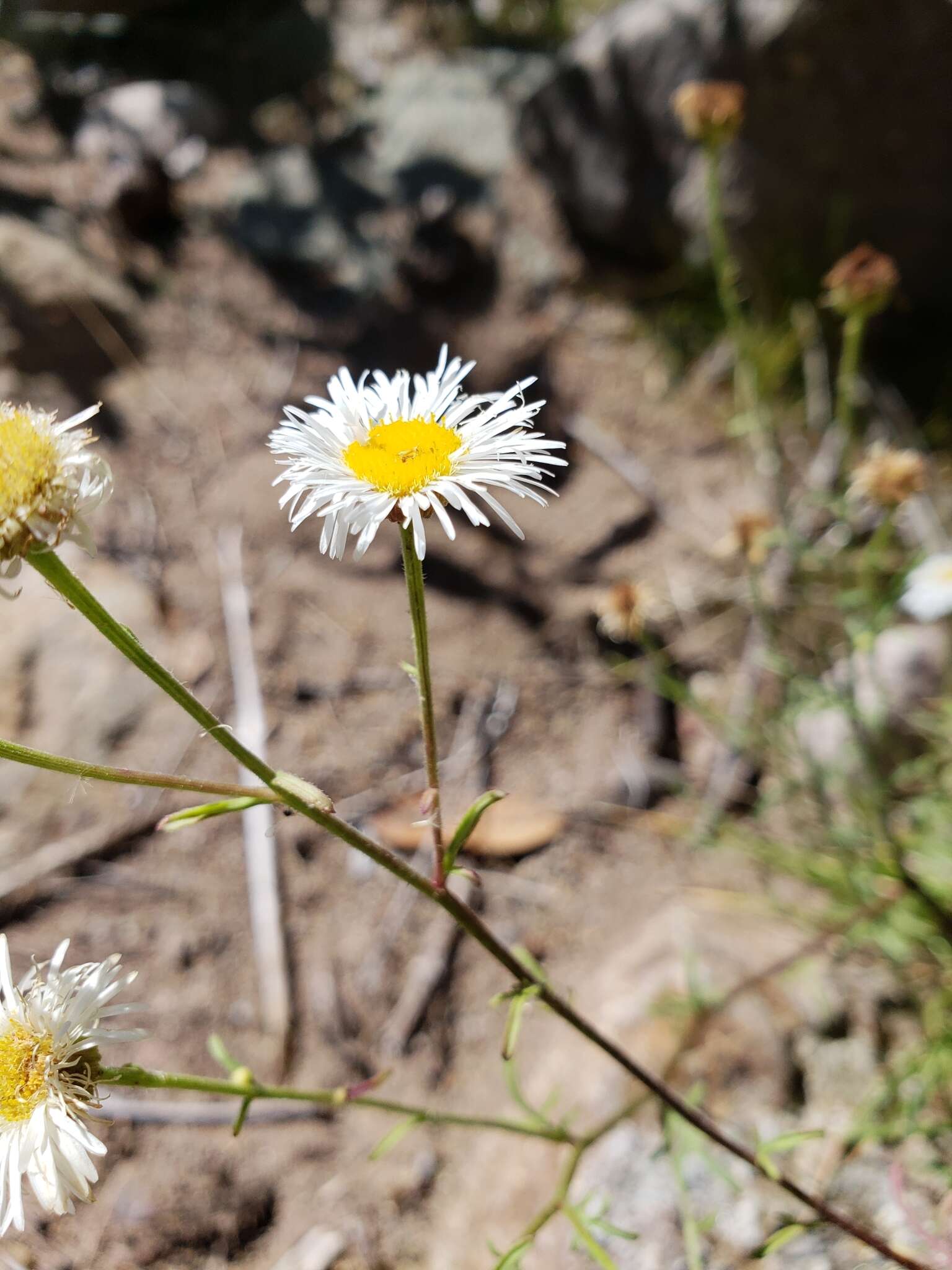 Image of New Mexico fleabane