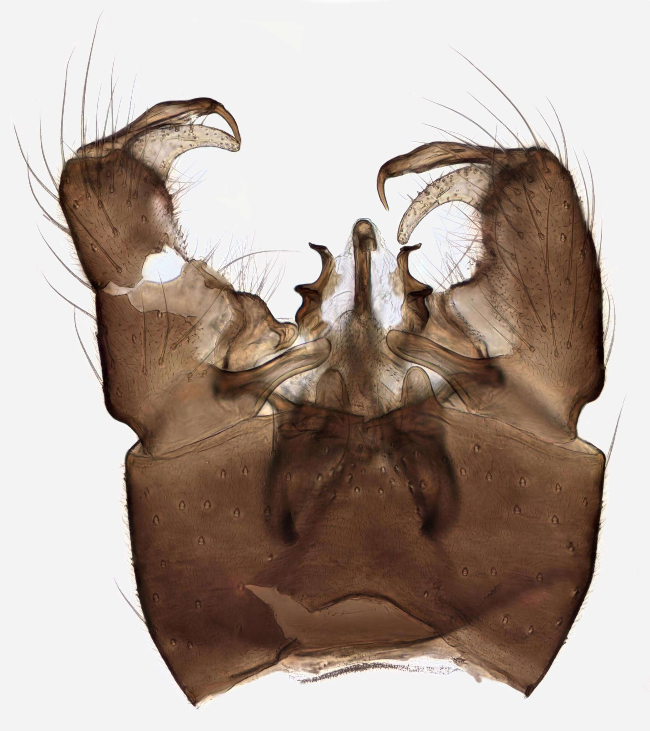 Imagem de Phylidorea (Phylidorea) squalens (Zetterstedt 1838)