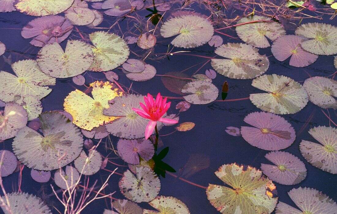 Imagem de Nymphaea nouchali var. pubescens (Willd.) Hook. fil. & Thoms.