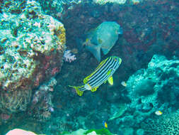 Image of Golden rabbitfish