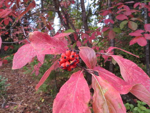 Image of Pacific dogwood