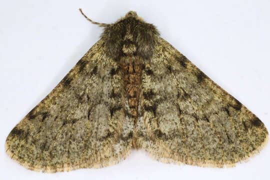 Image of pale brindled beauty