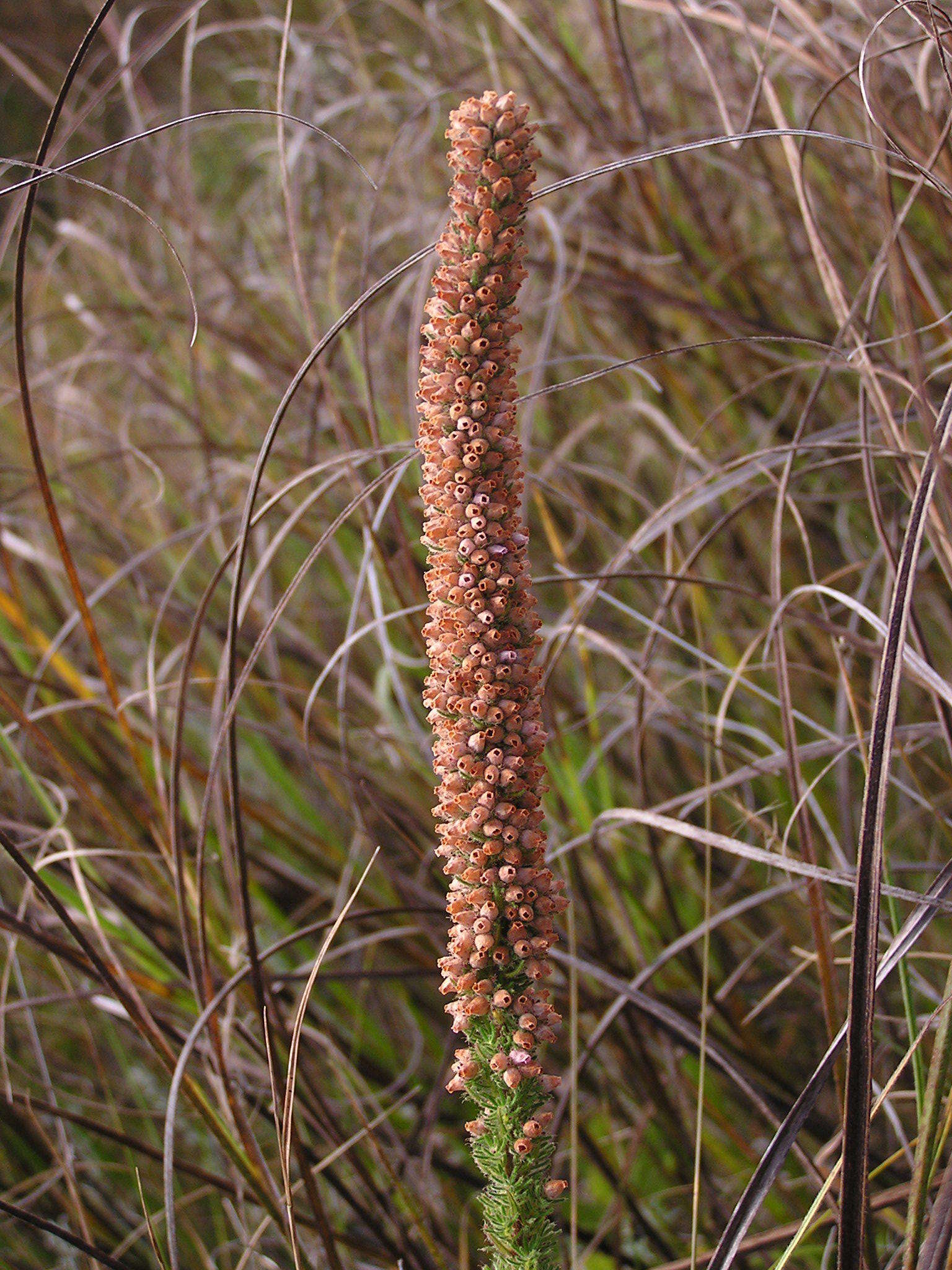 Image of Erica alopecurus var. alopecurus