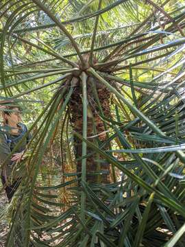 Image of Cycad