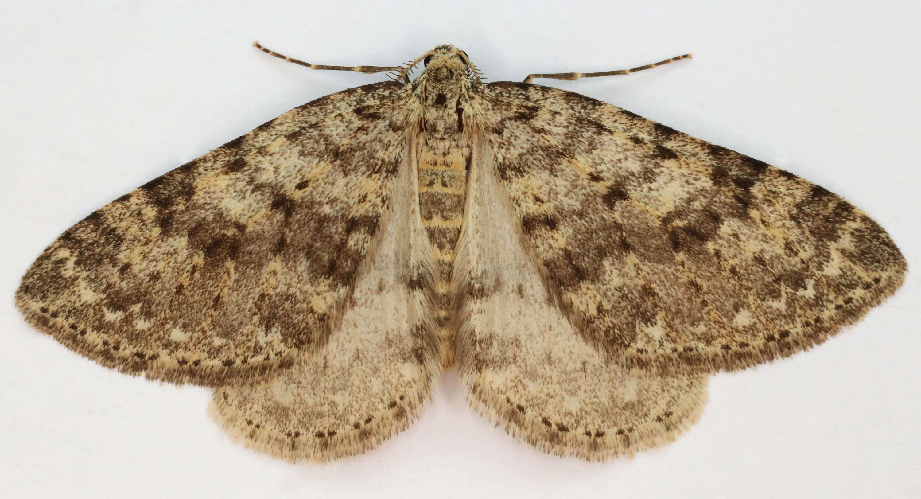 Image of mottled grey