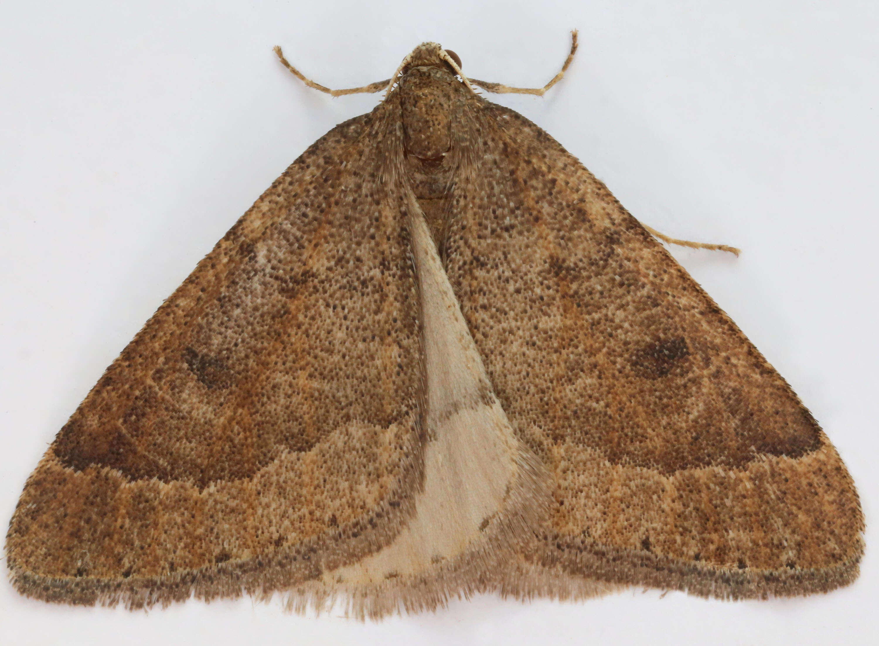 Image of early moth