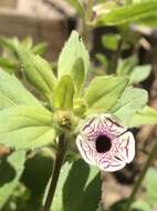 Image of calico monkeyflower