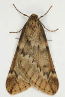 Image of march moth