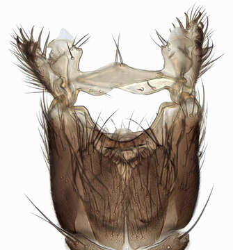 Imagem de Mycetophila luctuosa Meigen 1830