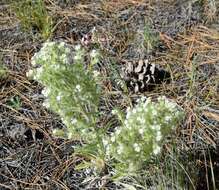 Image de Oreocarya thyrsiflora Greene