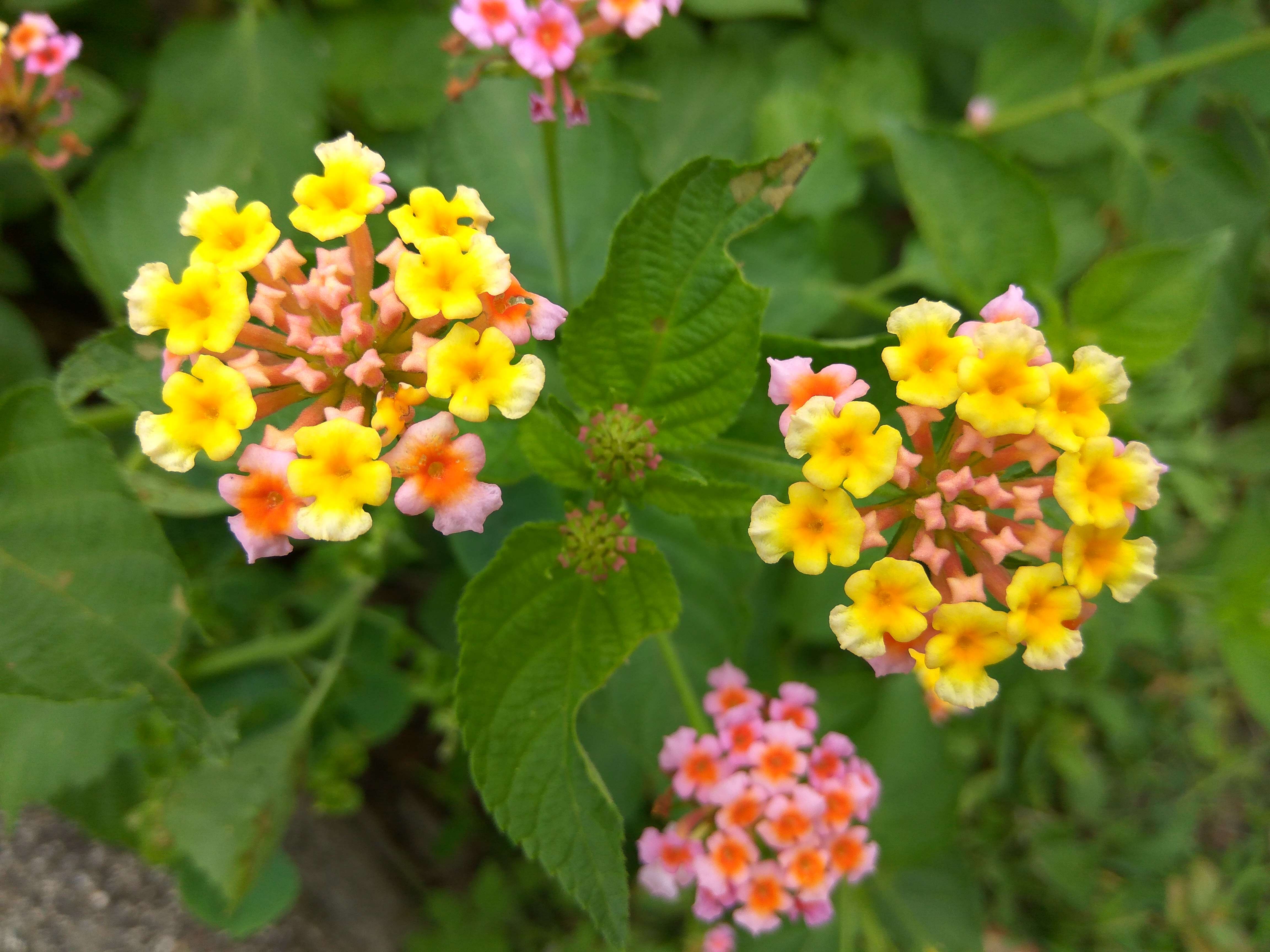 Image of lantana