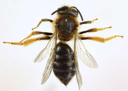 Image of Orange-legged furrow bee