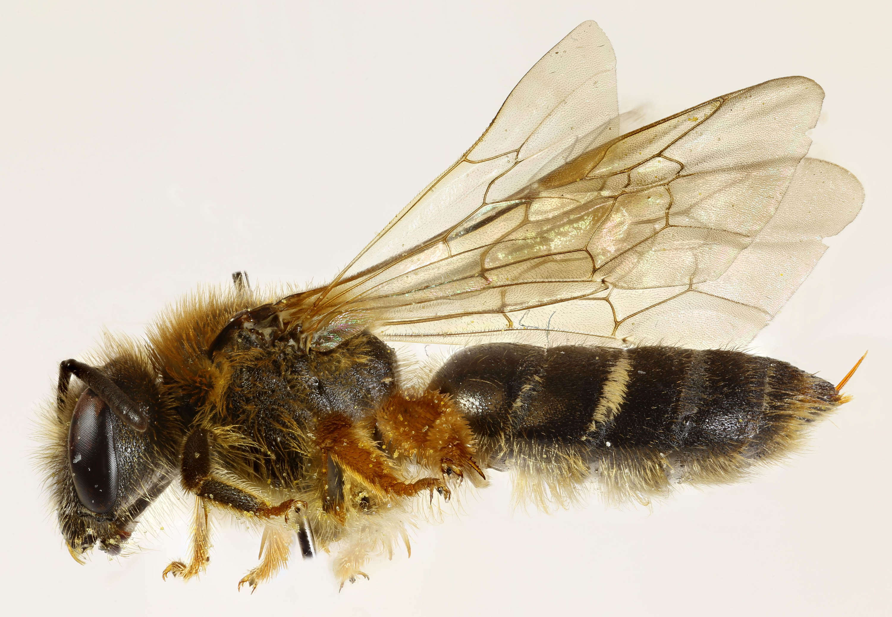 Image of Orange-legged furrow bee