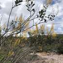 Слика од Vochysia obovata Stafleu