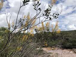 Image of Vochysia obovata Stafleu