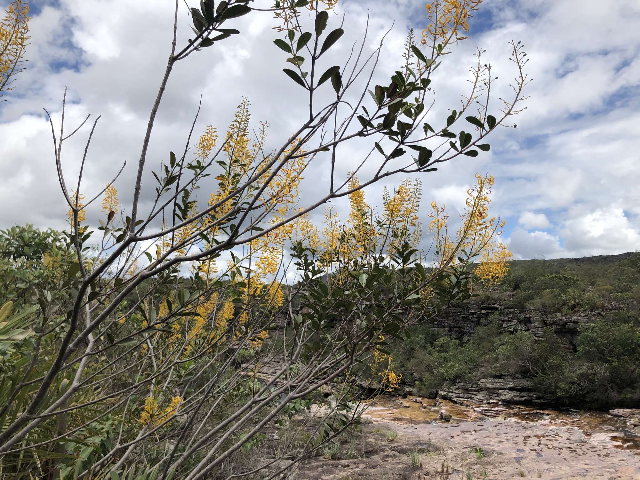 Imagem de Vochysia obovata Stafleu