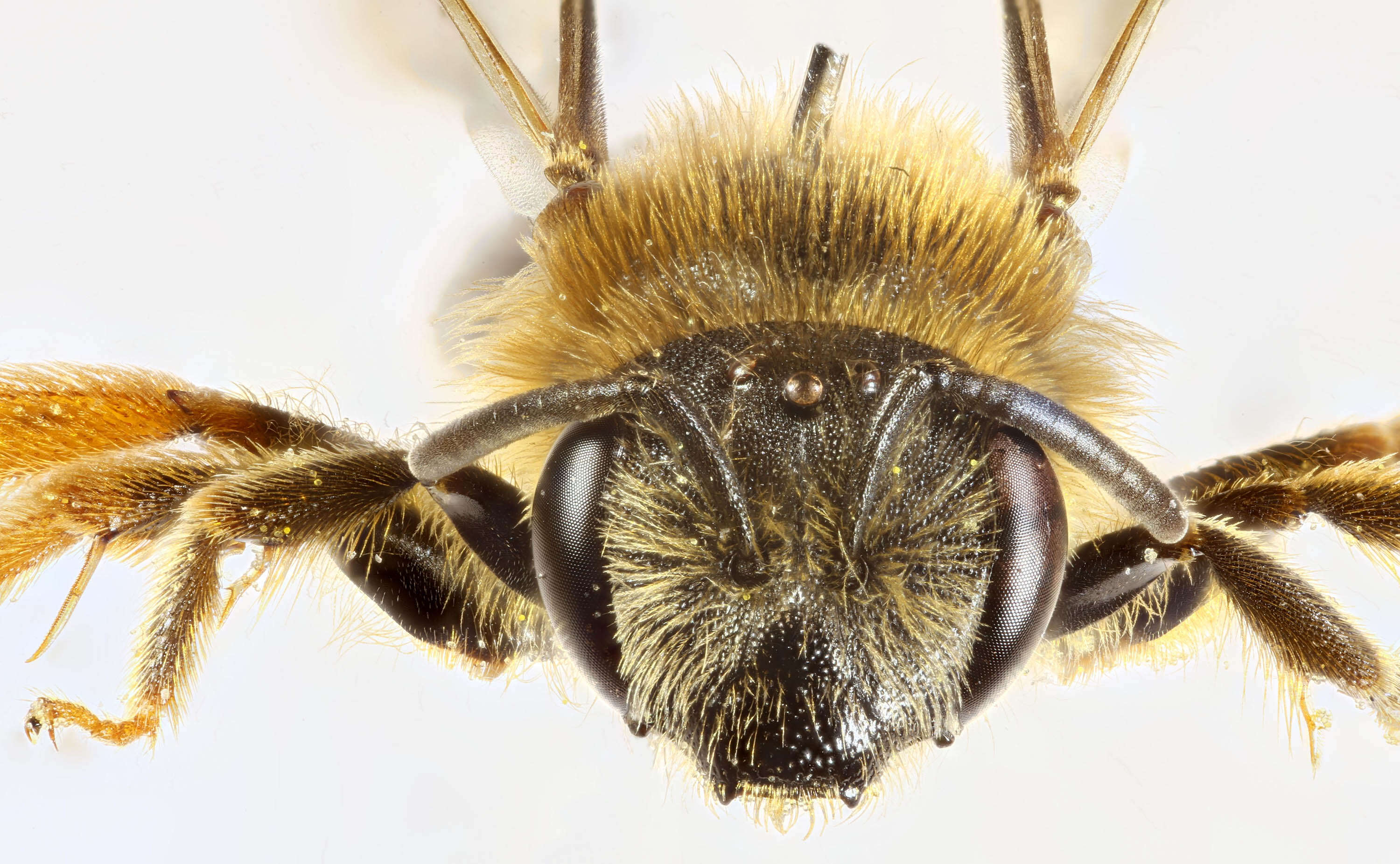 Image of Orange-legged furrow bee