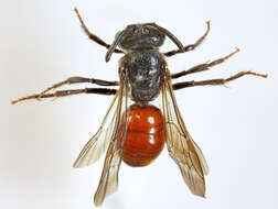 Image of dark-winged blood bee