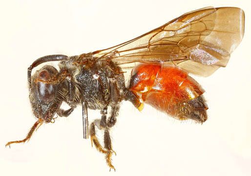 Plancia ëd Sphecodes gibbus (Linnaeus 1758)