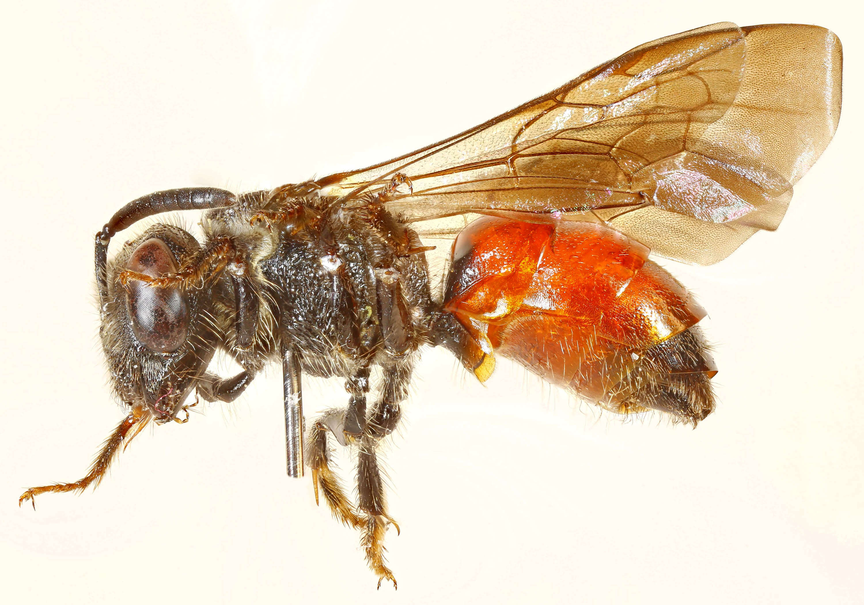 Image of dark-winged blood bee