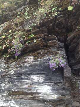 Image of Campanula wattiana B. K. Nayar & Babu