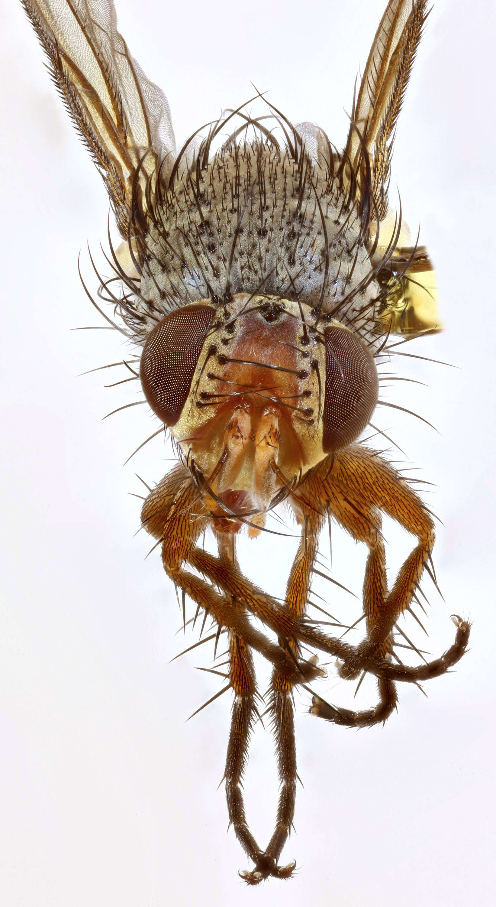 Image of Ceromya bicolor (Meigen 1824)