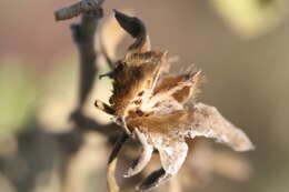 Image of <i>Hibiscus <i>austrinus</i></i> var. austrinus