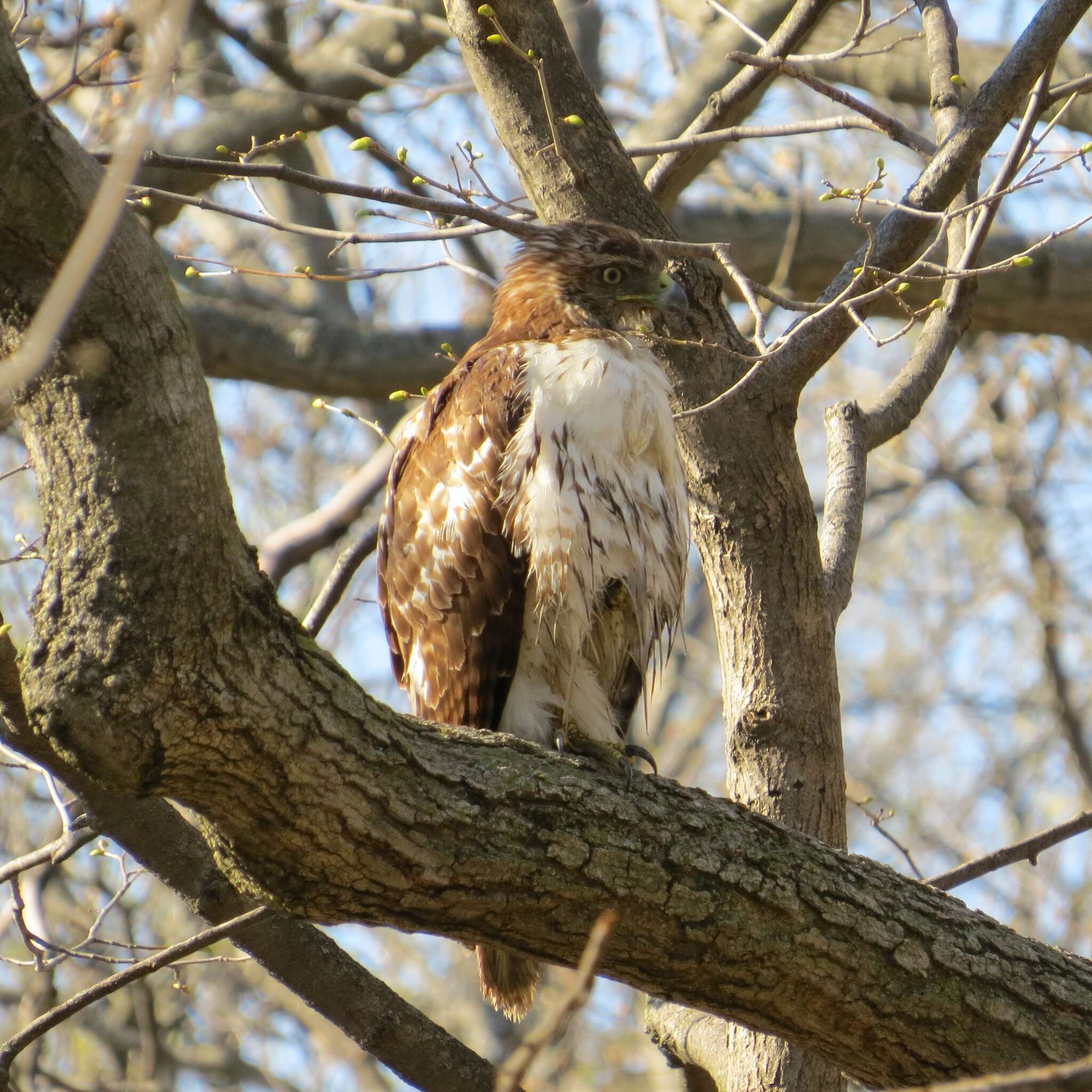 Image of Eastern Red-tailed Hawk