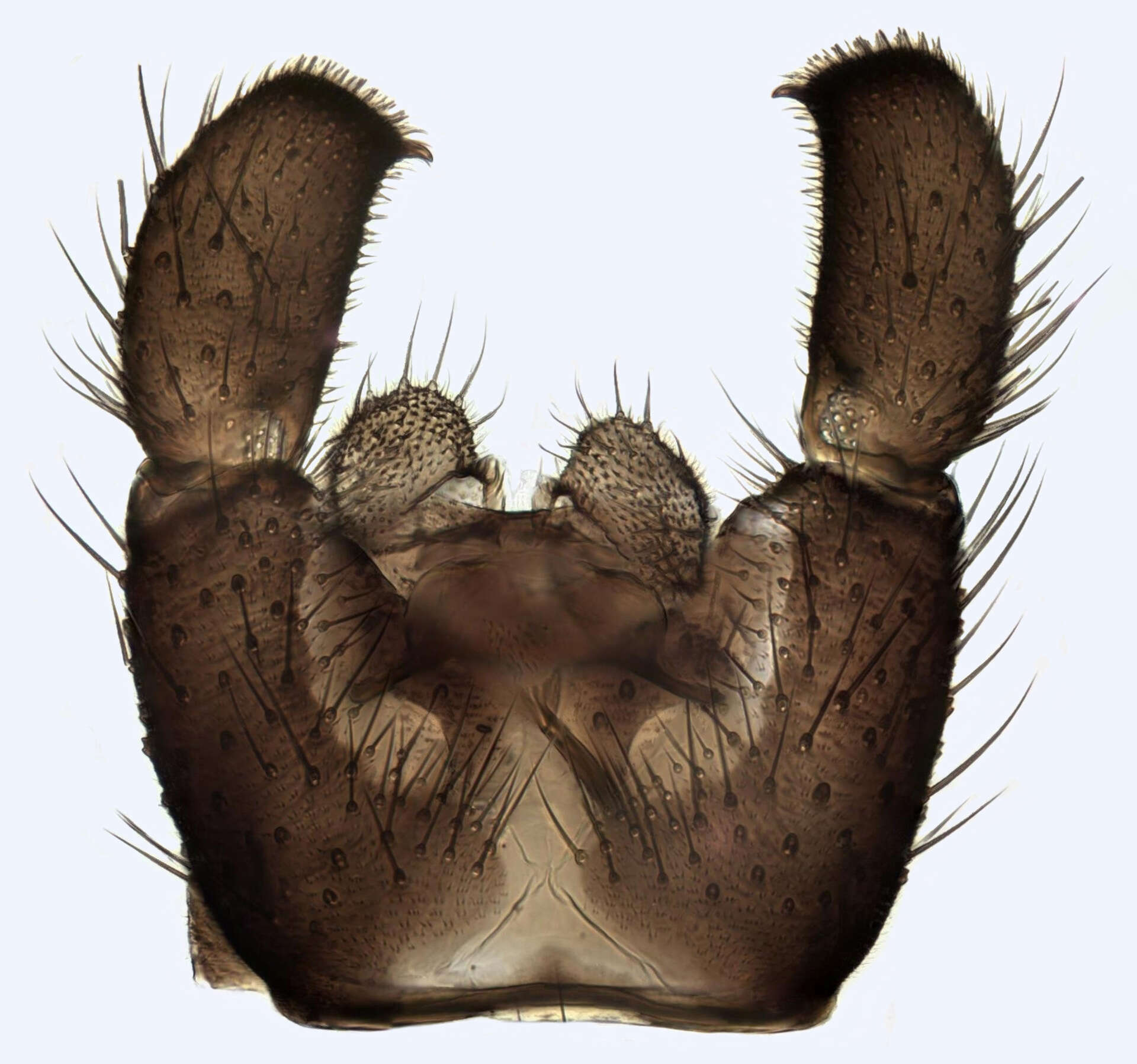 Image of Leptosciarella pilosa (Staeger 1840)