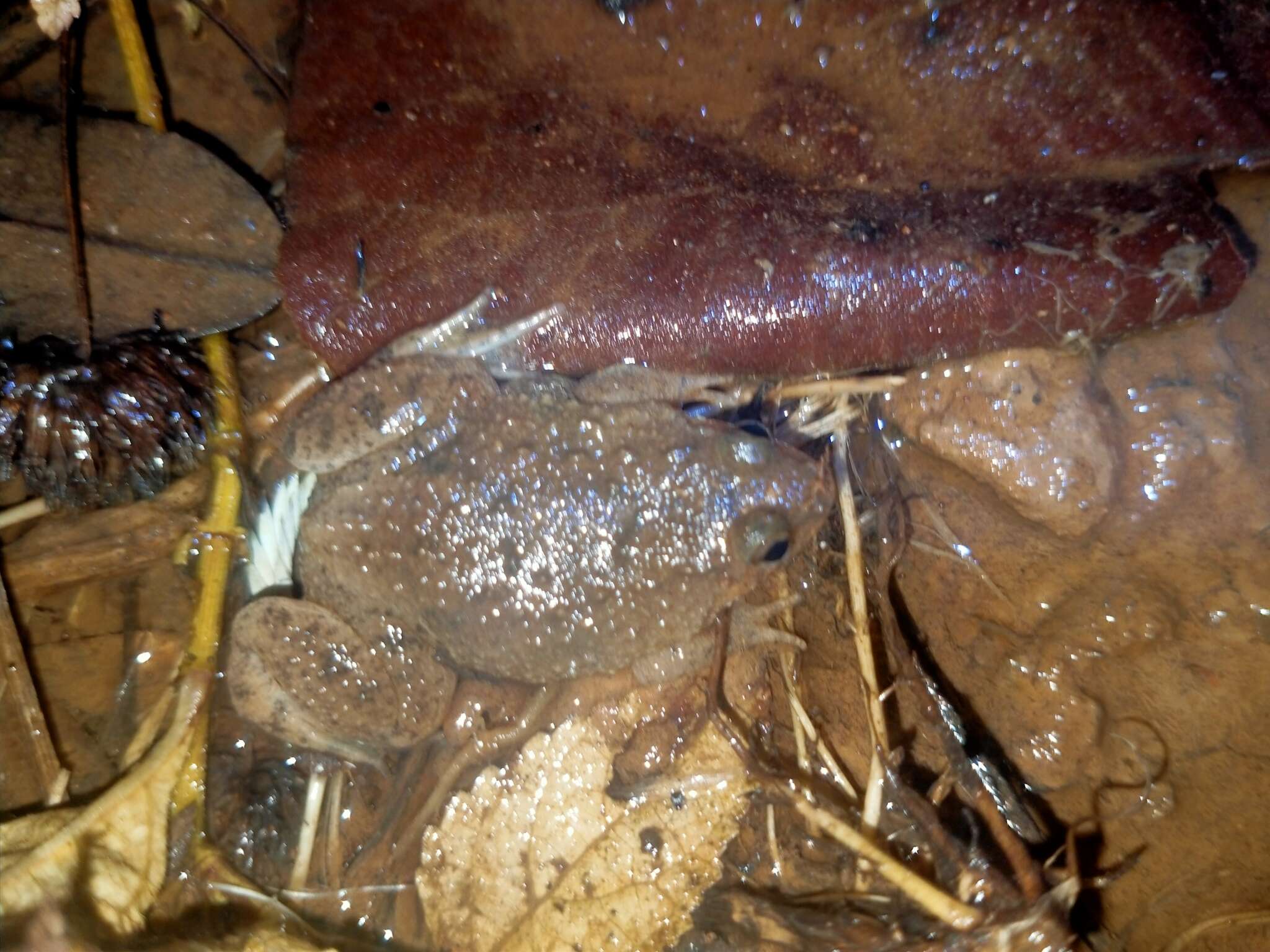 Image of Sumatran Puddle Frog