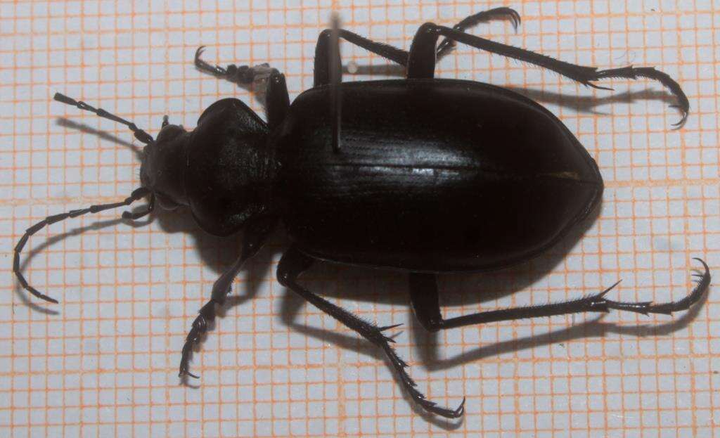 Imagem de Calosoma (Carabosoma) peregrinator Guérin-Méneville 1844