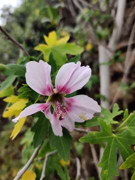 Image of Malva acerifolia (Cav.) Alef.