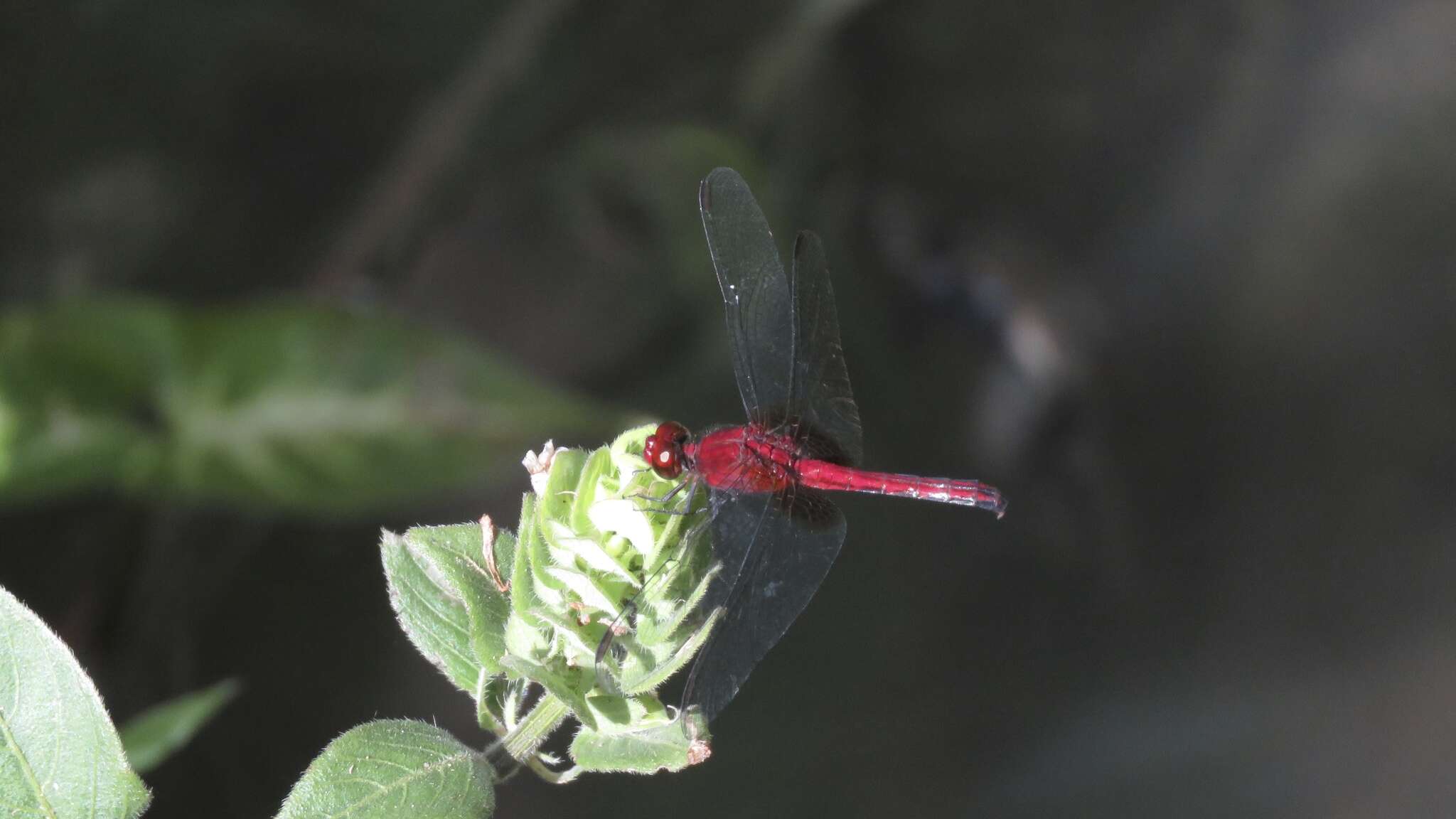 Imagem de Erythrodiplax fusca (Rambur 1842)