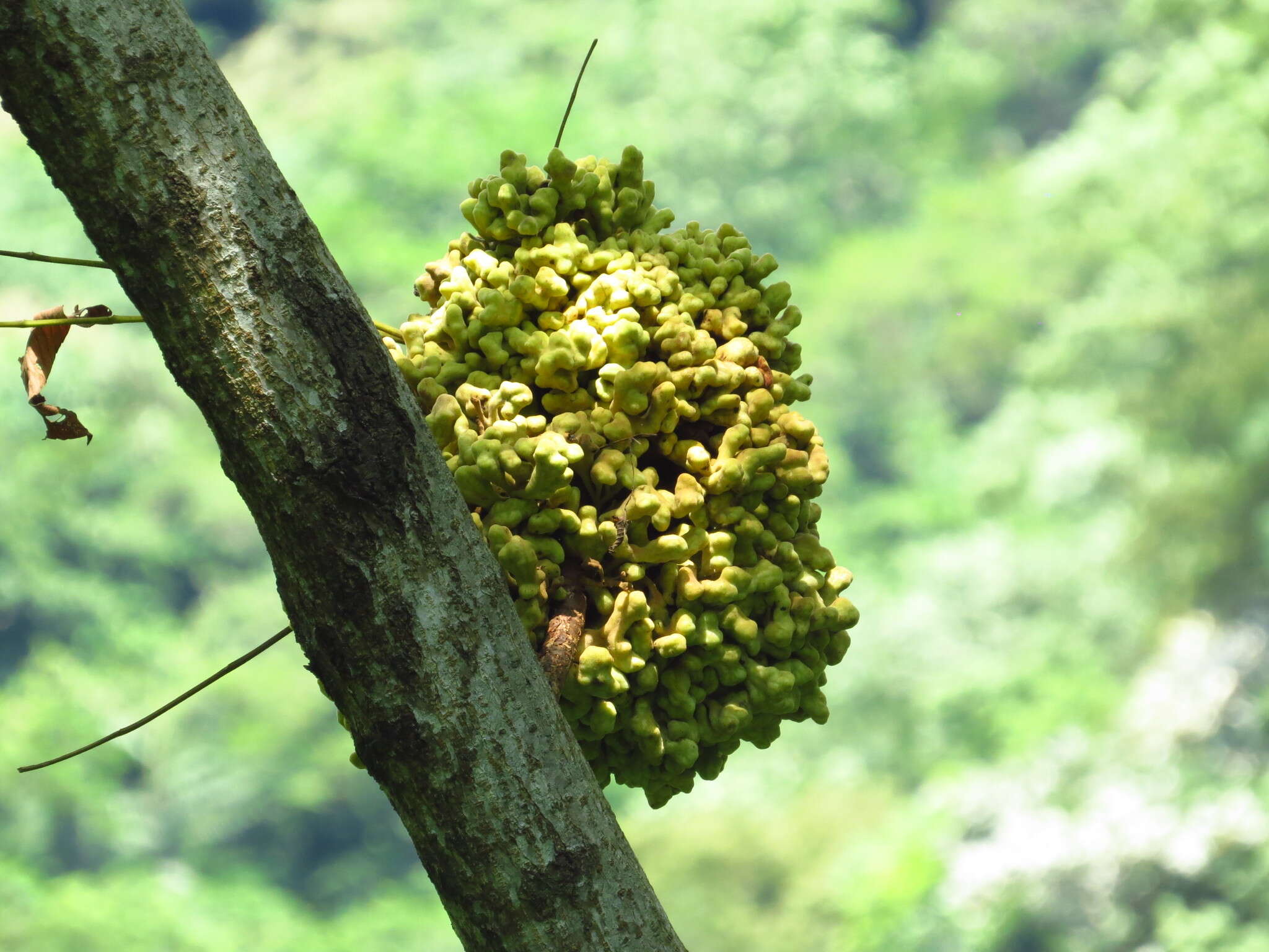 Слика од Rhus chinensis var. roxburghii (DC.) Rehd.