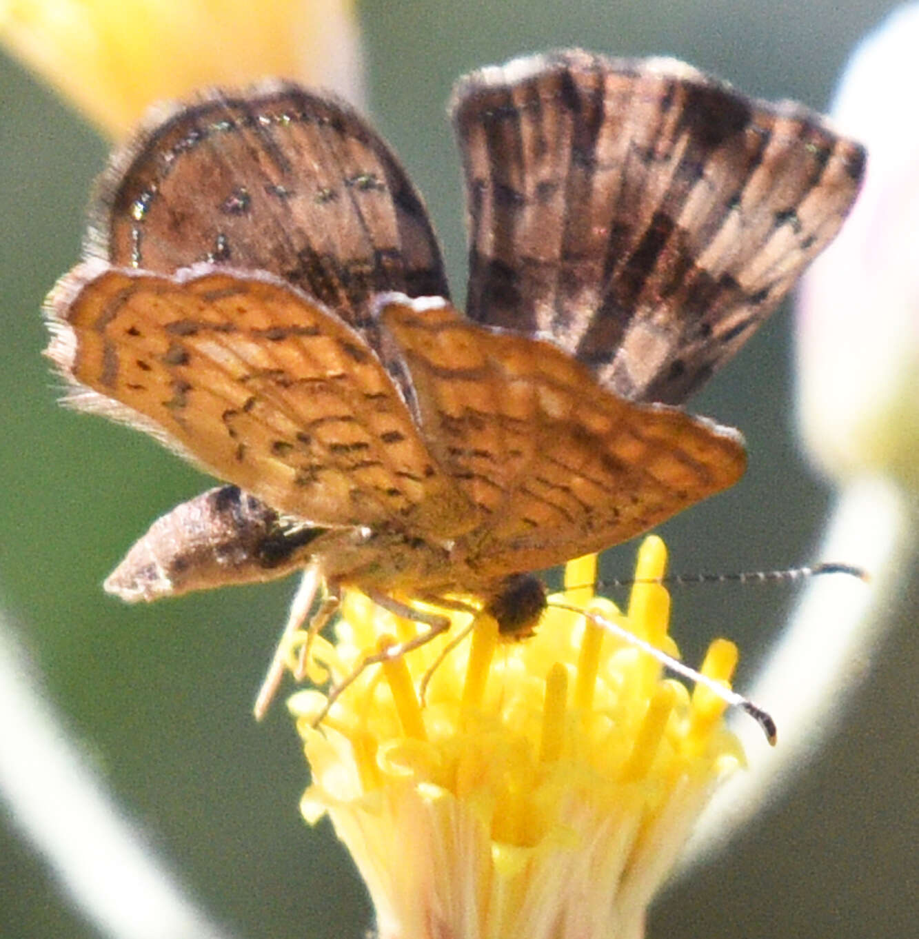 Image of <i>Calephelis bajaensis</i>