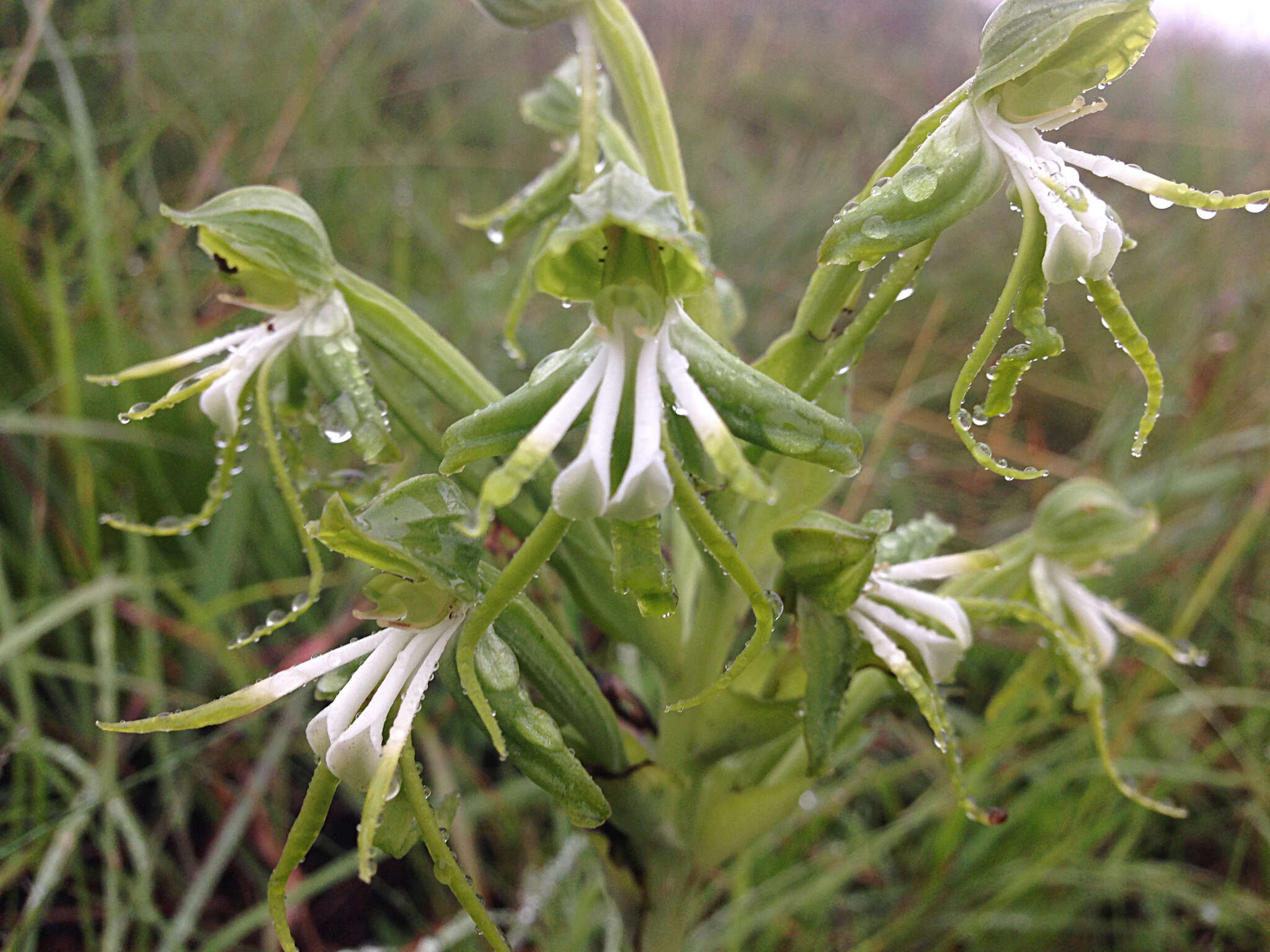 Image of Bonatea boltonii (Harv.) Bolus