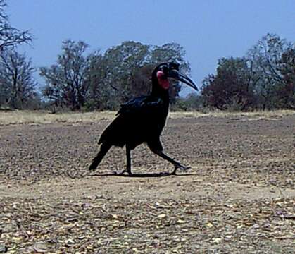 Image of Abyssinian Ground Hornbill