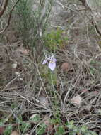 Слика од Moraea algoensis Goldblatt