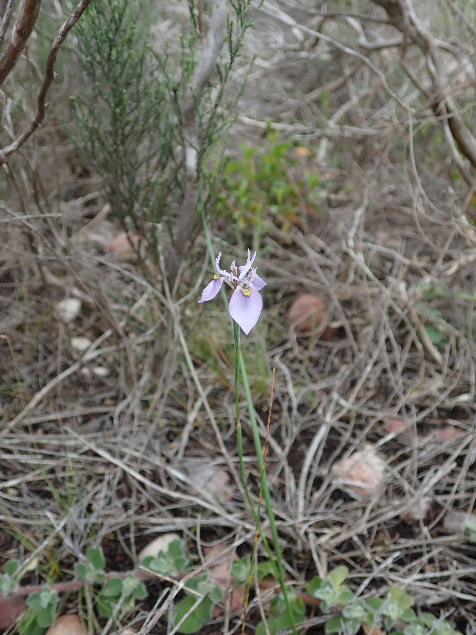 Слика од Moraea algoensis Goldblatt