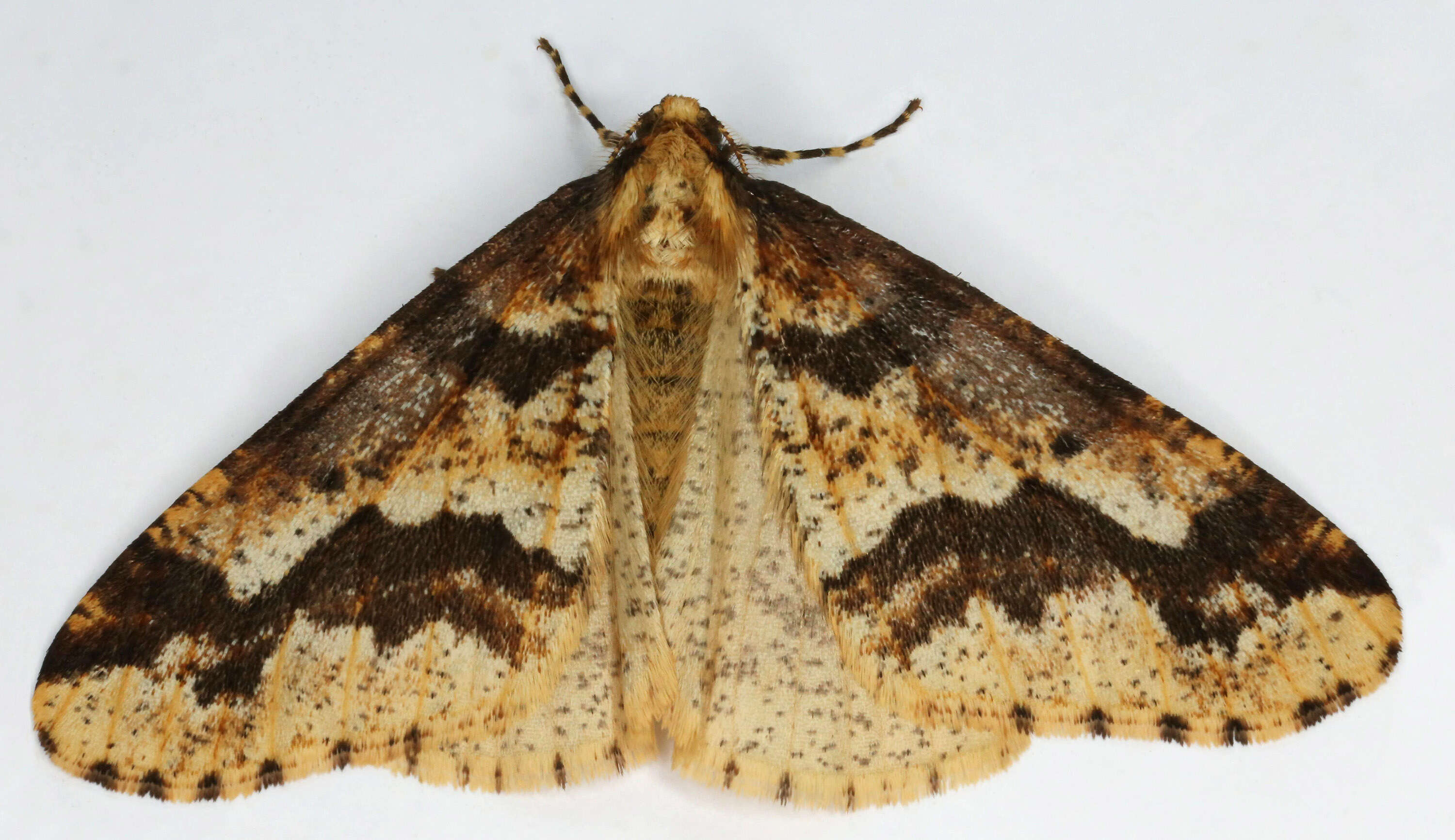 Image of mottled umber