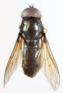 Image of <i>Cheilosia albitarsis</i>