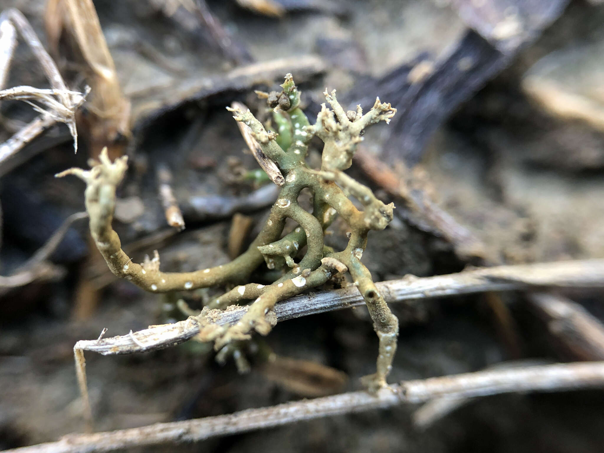 Image of hispid agrestia lichen