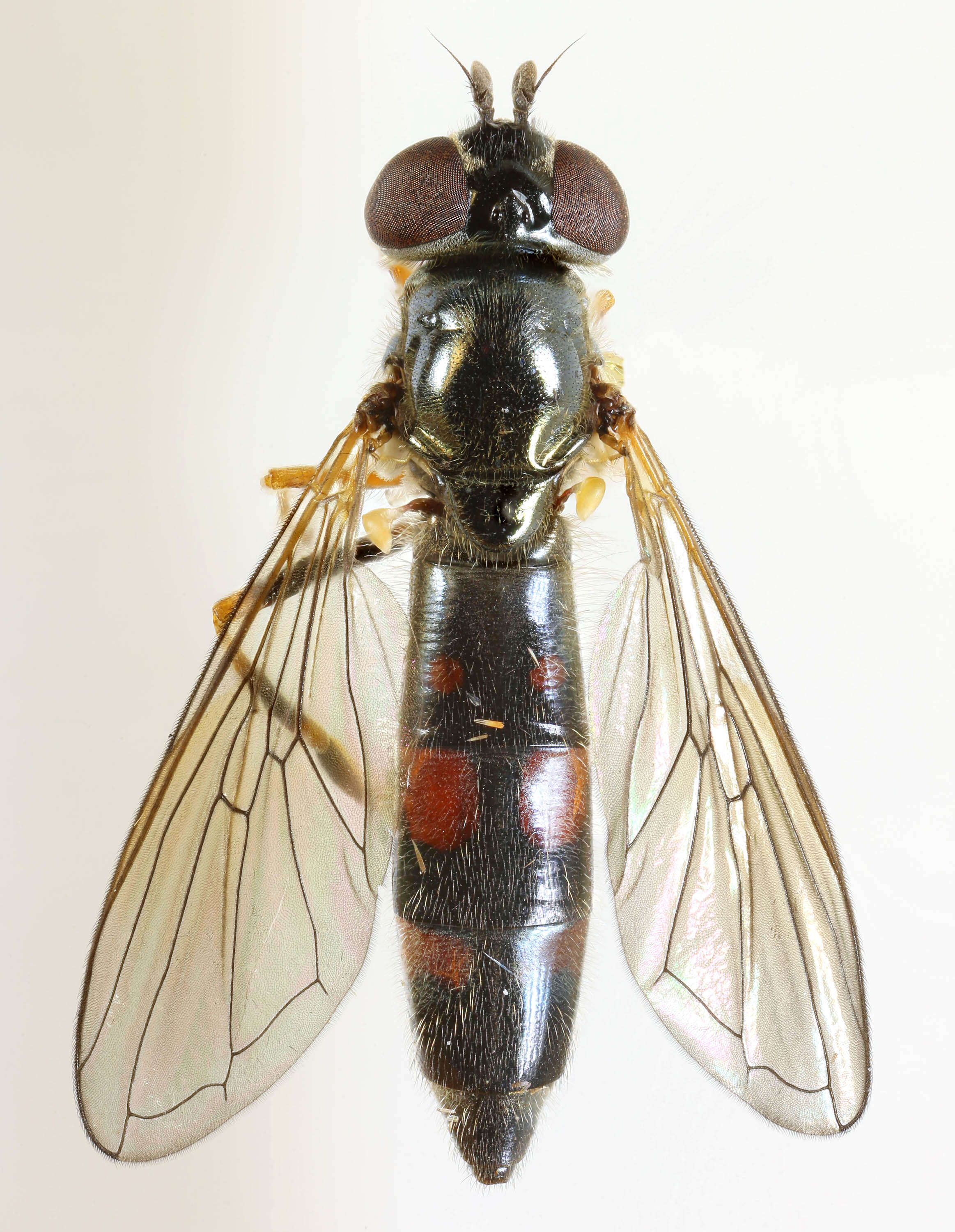 Image of Platycheirus angustatus (Zetterstedt 1843)