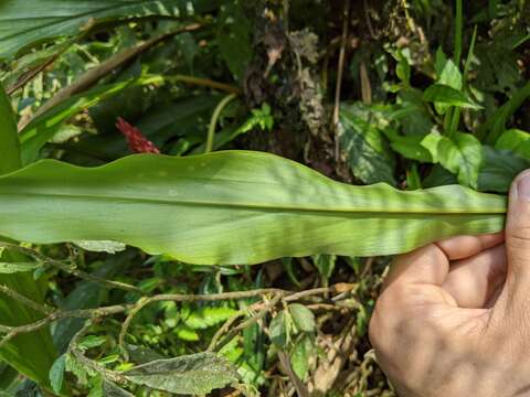 Image of Alpinia japonica (Thunb.) Miq.